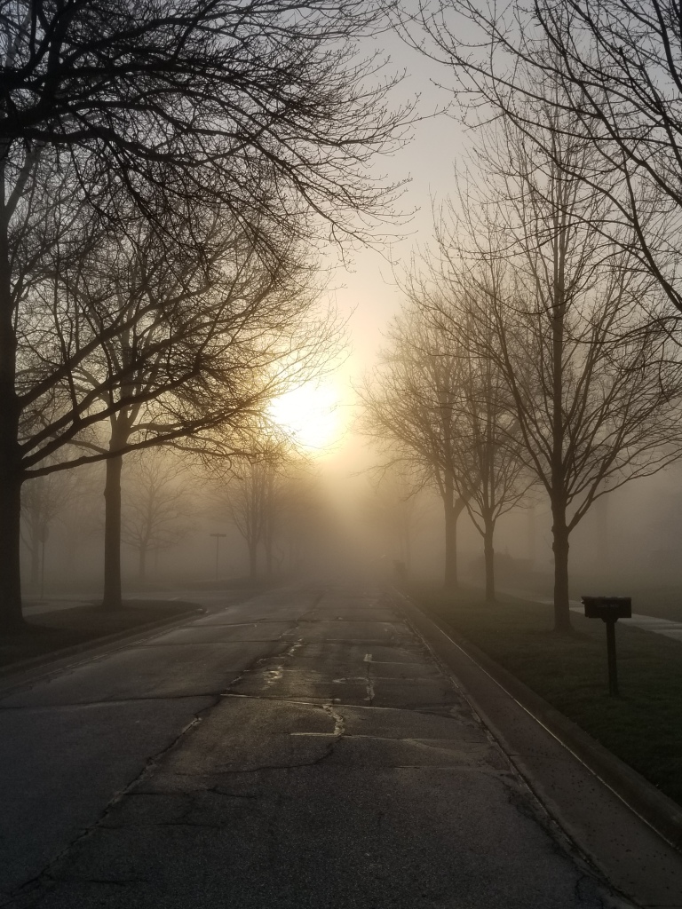 A photograph of an empty tree-lined road, with the sun just peeking through the mist.